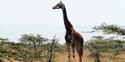 WRC-Stars: Beim Safari-Comeback wird Cleverster, nicht Schnellster gewinnen